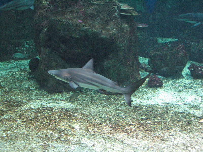 IMG_7500.JPG - Requin