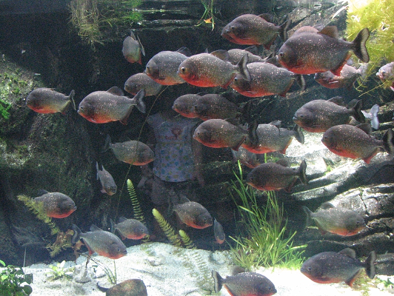 IMG_7507.JPG - Piranhas
