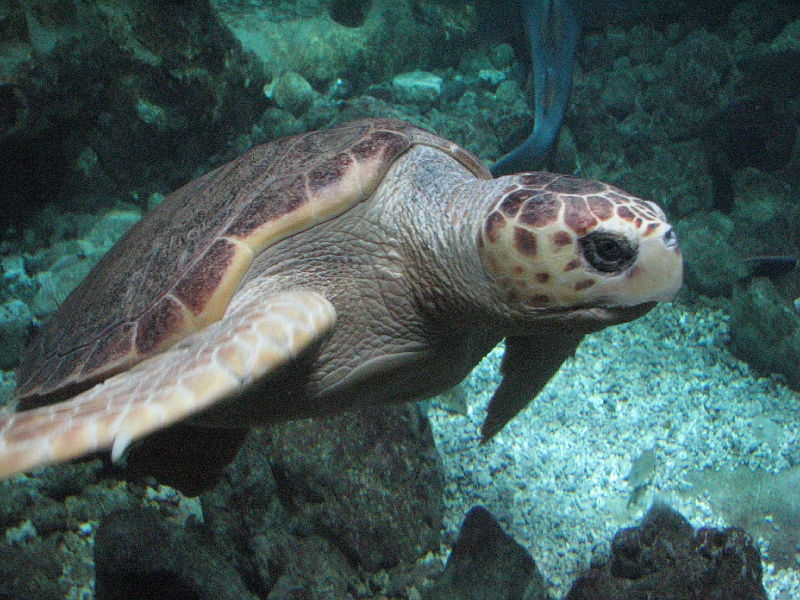 IMG_7519.JPG - Magnifique tortue