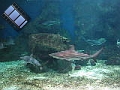 requins