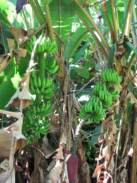 IMG_5121.JPG - R�gimes de banane