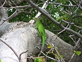 IMG_6399