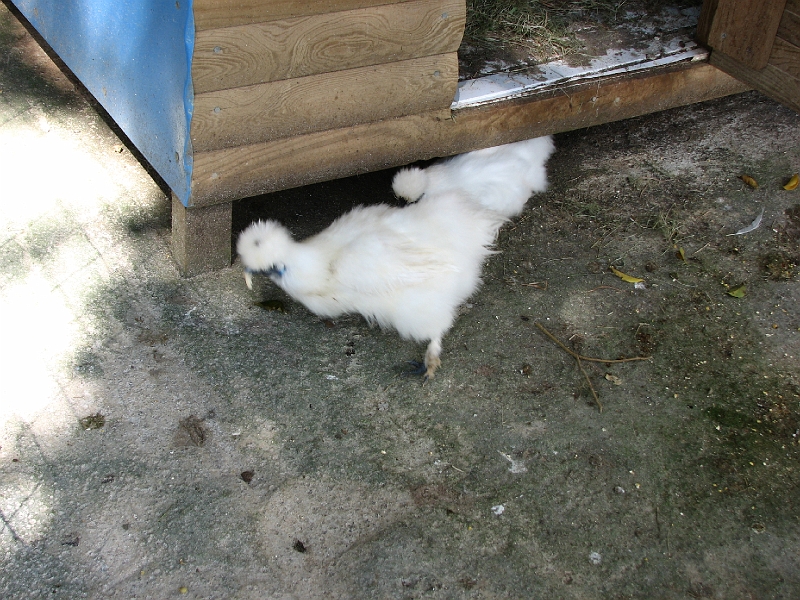IMG_5231.JPG - Poule angora