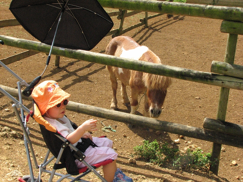 IMG_5273.JPG - Non ce n'est pas un poney mais un cheval nain