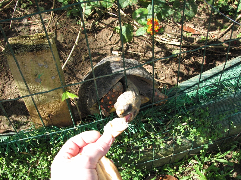 IMG_7722.JPG - Une tortue affamée