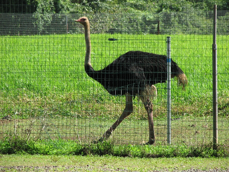 IMG_7747.JPG - L'autruche en balade