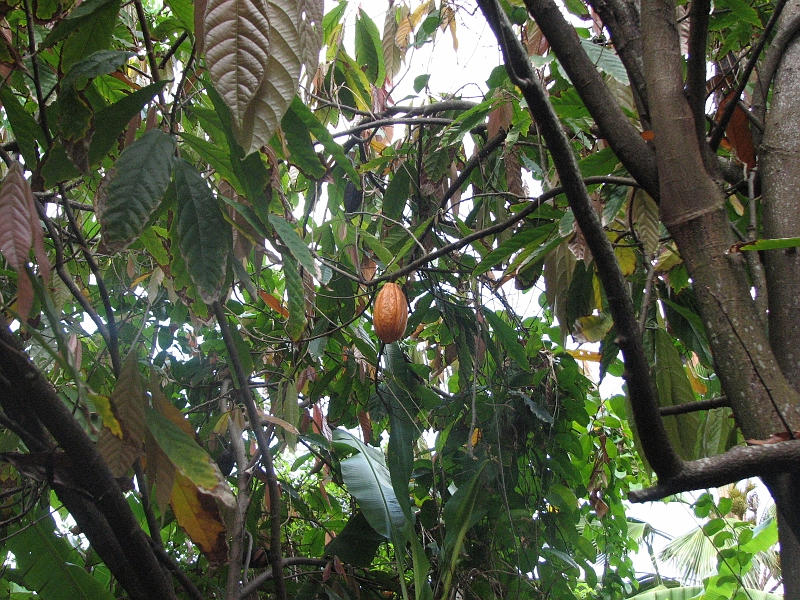 IMG_5771.JPG - Cabosse de cacao