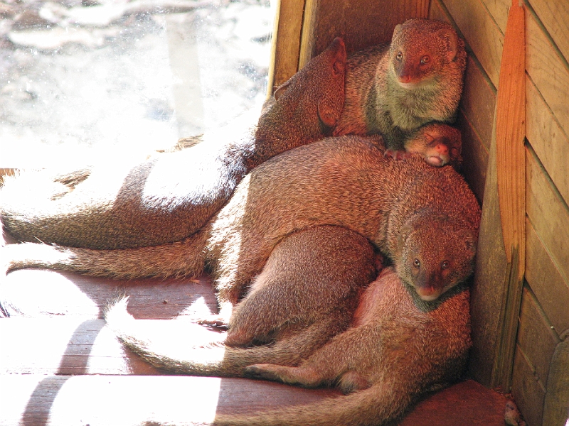 IMG_4702.JPG - Mangoustes � la sieste
