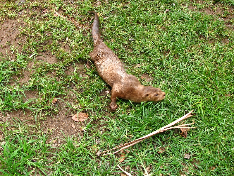 IMG_4759.JPG - Une loutre en plein jeu