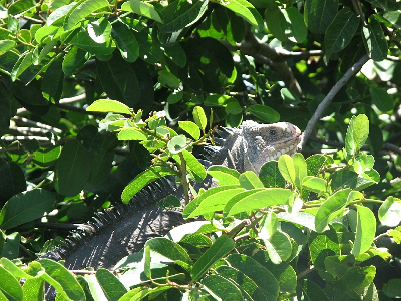 IMG_5574.JPG - Copains Iguane, il y en a 10.000 sur l'�le !
