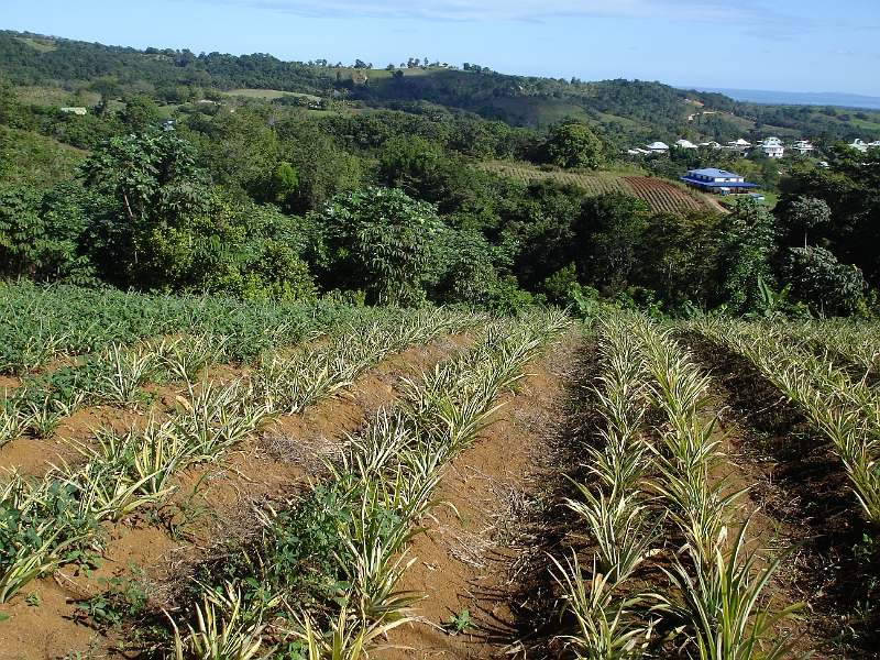 DSC04440.JPG - Plantation d'ananas