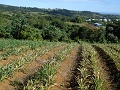 DSC04440