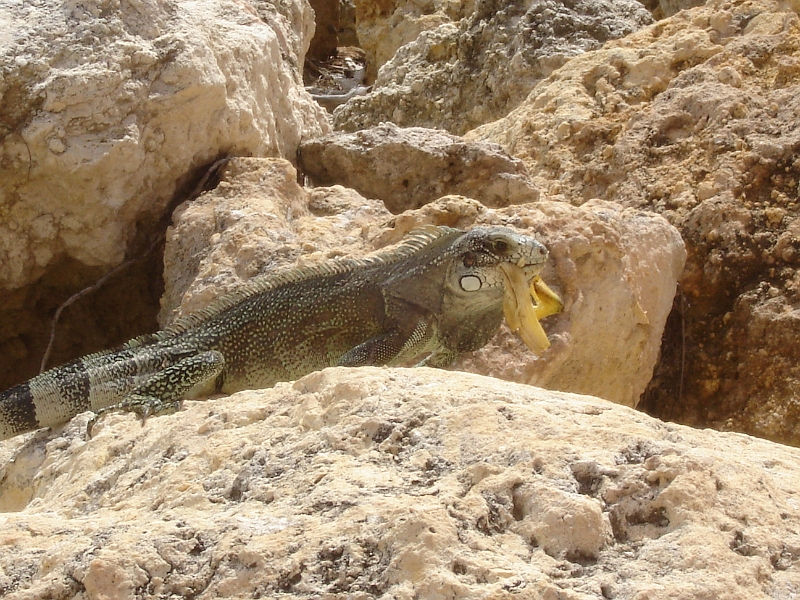 DSC04261.JPG - Iguane � proximit� du resto, qui mange une peau de banane