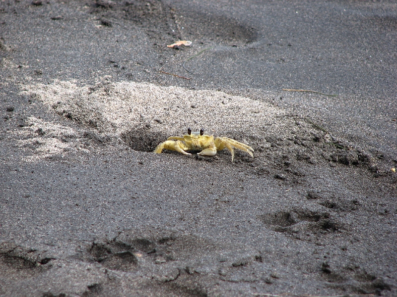 IMG_4158.JPG - Crabe sur la plage