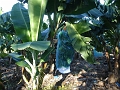 DSC04394
